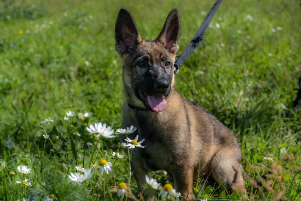 Dog portrait of an eleven weeks old German Shepherd puppy. Green grass background — Stock Photo, Image