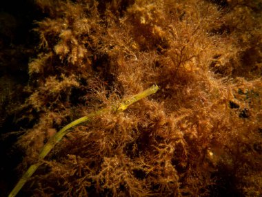 Deniz yosunu ve taşların arasında, Nerophis ophidion adında düz burunlu bir boru balığının yakın plan fotoğrafı.