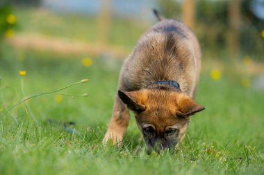 Dokuz haftalık bir Alman çoban köpeği yeşil çimlerde oynuyor. Samur renkli, çalışma hattı 