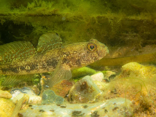 A Sandy Goby, Pomatoschistus minutus, em The Sound, entre a Suécia e a Dinamarca — Fotografia de Stock