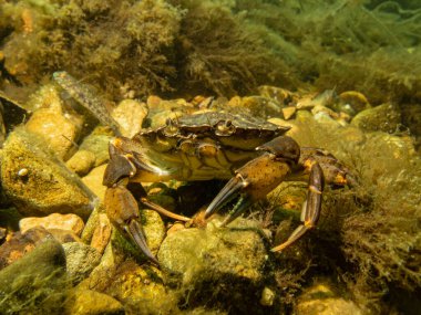 Deniz tabanında bir yengecin yakın plan fotoğrafı. 