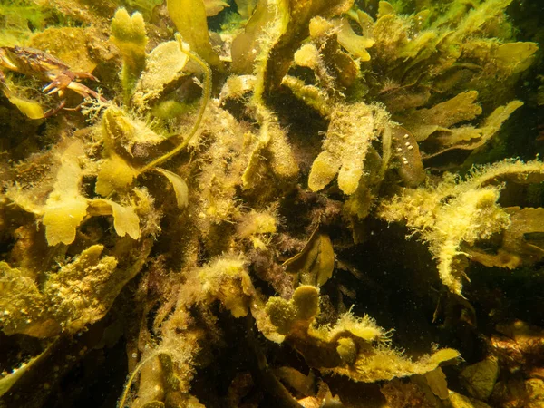 Close-up foto van Fucus vesiculosus, bekend onder de gebruikelijke namen bladderwrack, zwarte tang, rotswier, blaas fucus, zeeeik, gesneden onkruid, kleurstoffen fucus, rode fucus, en rock wrack — Stockfoto