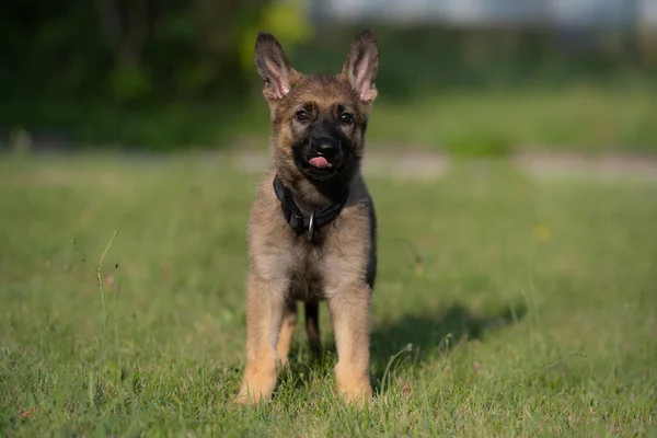 Retrato de perro de un cachorro pastor alemán de ocho semanas de edad en hierba verde. Sable colered, línea de trabajo de la raza —  Fotos de Stock