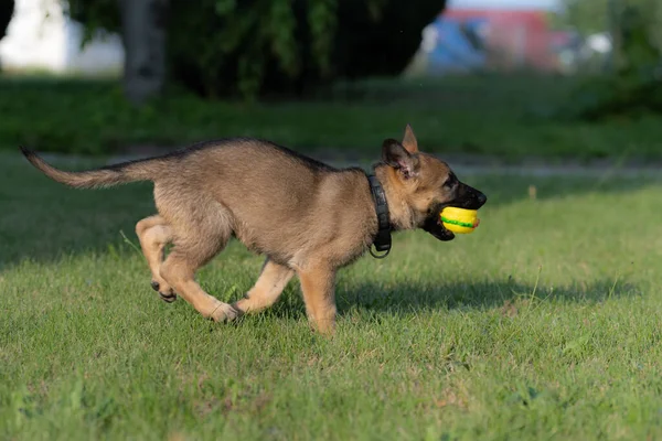 Un cachorro pastor alemán de ocho semanas jugando con un juguete en hierba verde. Raza de línea de trabajo — Foto de Stock