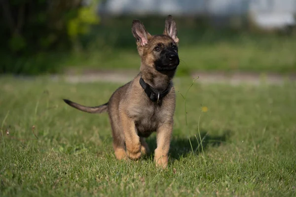 緑の草の中に8週間の古いドイツの羊飼いの子犬の犬の肖像画。安定した冷間加工ライン品種 — ストック写真