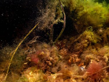 Soğuk okyanus suyunda sağlıklı bir deniz ortamı