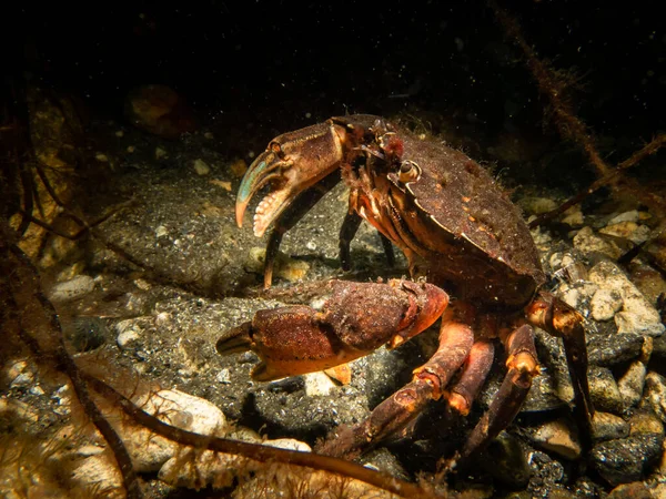 stock image A close-up picture of a crab 