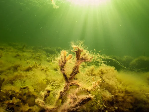 Fucus vesiculosus eller blåstång lyser upp av solstrålar som tränger in i vattnet. Bild från Öresund, Sverige — Stockfoto