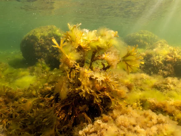 Fucus vesiculosus eller blåstång lyser upp av solstrålar som tränger in i vattnet. Bild från Öresund, Sverige — Stockfoto