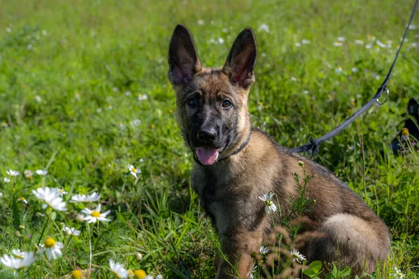 Dog portrait of an eleven weeks old German Shepherd puppy. Green grass background — Stock Photo, Image