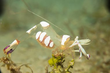 Holthuis 'in temiz karideslerinden Ancylomenes Holthuisi' nin süper makro fotoğrafı. Fotoğraf: Puerto Galera, Filipinler