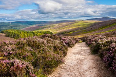 Cairngorms Ulusal Parkı 'nda yürüyüş parkurunda. Glen Dye, Aberdeenshire, İskoçya, İngiltere.