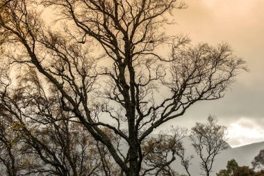 Ağaçların dalları bulutlu gökyüzüne karşı. Royal Deeside 'daki Loch Muick Gölü' nün etrafında. Ballater, Aberdeenshire, İskoçya, İngiltere. Cairngorms Ulusal Parkı. İskoçya manzarası. 