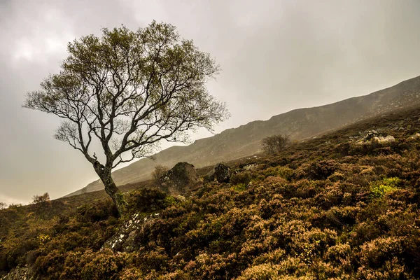 Tarlada Yapayalnız Bir Ağacın Olduğu Sonbahar Manzarası — Stok fotoğraf