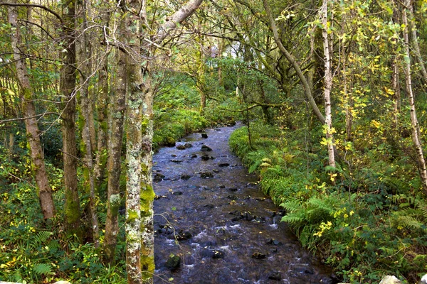 Strömma Skogen Skotska Höglandet — Stockfoto