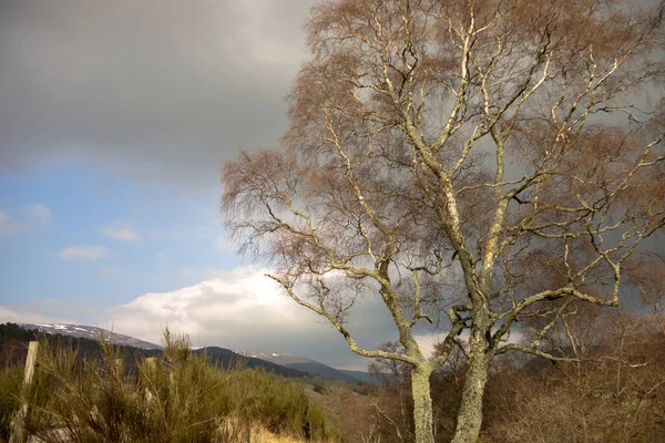 Paesaggio Rurale Scozzese Royal Deeside Tra Ballater Braemar Cairngorms National — Foto Stock