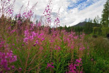 Cairngorms Ulusal Parkı, Aberdeenshire, İskoçya, İngiltere. İskoç kırsal arazisi.