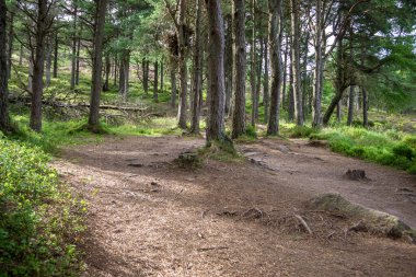 Cairngorms Ulusal Parkı, Aberdeenshire, İskoçya, İngiltere. İskoç kırsal arazisi.
