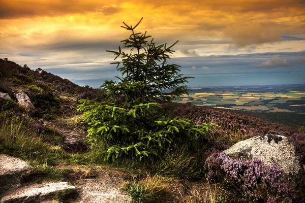 Sonnenuntergang Mit Kiefer Den Bergen Aberdeenshire Schottland Großbritannien — Stockfoto
