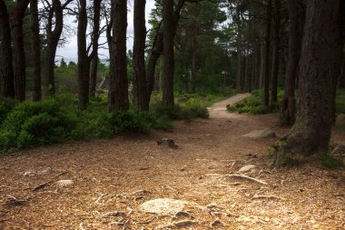 Ormanda yürüyüş parkurunda. Cairngorms 'daki Woods, Aberdeenshire, İskoçya, İngiltere