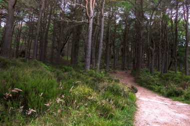 Ormanda yürüyüş parkurunda. Cairngorms 'daki Woods, Aberdeenshire, İskoçya, İngiltere
