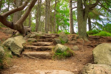 Ormanda yürüyüş parkurunda. Cairngorms 'daki Woods, Aberdeenshire, İskoçya, İngiltere