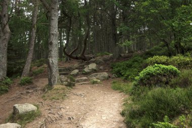 Ormanda yürüyüş parkurunda. Cairngorms 'daki Woods, Aberdeenshire, İskoçya, İngiltere