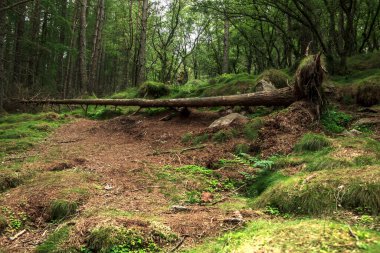 Ormanda yürüyüş parkurunda. Cairngorms 'daki Woods, Aberdeenshire, İskoçya, İngiltere