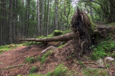 Ormanda yürüyüş parkurunda. Cairngorms 'daki Woods, Aberdeenshire, İskoçya, İngiltere