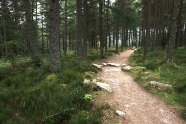 Ormanda yürüyüş parkurunda. Cairngorms 'daki Woods, Aberdeenshire, İskoçya, İngiltere