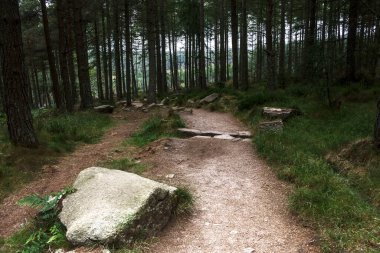 Ormanda yürüyüş parkurunda. Cairngorms 'daki Woods, Aberdeenshire, İskoçya, İngiltere