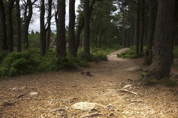 Ormanda yürüyüş parkurunda. Cairngorms 'daki Woods, Aberdeenshire, İskoçya, İngiltere
