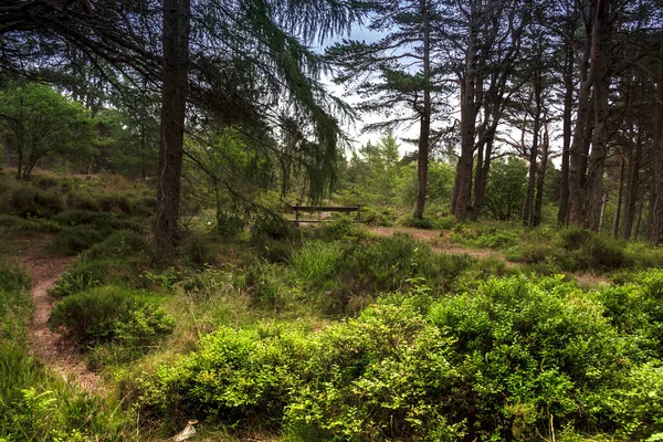Hiking Trail Forest Woods Cairngorms Aberdeenshire Scotland — Stockfoto