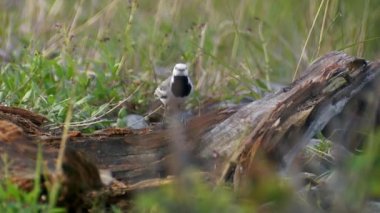 Beyaz kuyruklu (Motacilla alba). Açık arazide yaşayan, genellikle yerleşim ve su yakınında bulunan böcekçil bir kuş. Yuvaları taş duvarlardaki çatlaklar ve insan yapımı benzer yapılar..