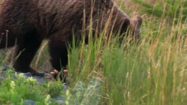 Brunbjörn eller vanlig björn (Lat. Ursus arctos) är ett rovdjur i björnfamiljen, ett av de största landrovdjuren. Kamtjatka, gejsarnas dal — Stockvideo