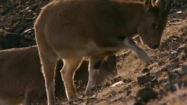 Das Schneeschaf ist ein Tier, das zur Familie der Artiodactylgewächse gehört. Es wird auch Dickhorn oder Chub genannt, aber der Name Schnee charakterisiert genau die Bewohner schneebedeckter Gipfel. — Stockvideo