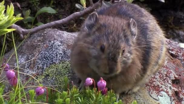 Pika, of senostavka (lat. Ochotona). Ze hebben hun naam te danken aan de verscheidenheid van geluidssignalen die ze gebruiken om elkaar te roepen of elkaar op de hoogte van gevaar. — Stockvideo