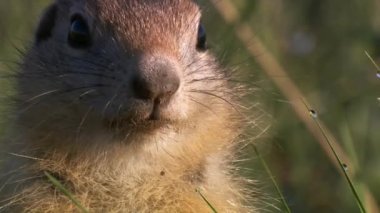 Dağ sıçanı (Marmota camtschatica) etrafa bakmak için Nora 'nın dışına baktı. - Yakın çekim. Vahşi doğa. Kamçatka..