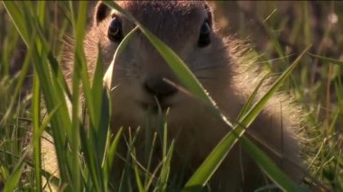 Dağ sıçanı (Marmota camtschatica) etrafa bakmak için Nora 'nın dışına baktı. - Yakın çekim. Vahşi doğa. Kamçatka..