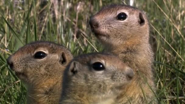 Οι μαρμότες (Marmota camtschatica) κοίταξαν έξω από τη Νόρα για να κοιτάξουν γύρω τους. Κοντινό πλάνο. Άγρια φύση. Καμτσάτκα. — Αρχείο Βίντεο