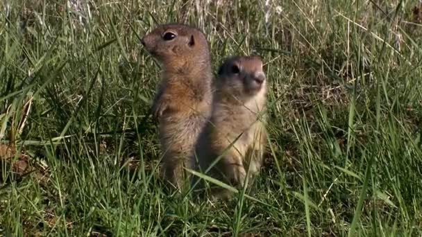 As marmotas (Marmota camtschatica) olharam para fora da nora para olhar em volta. Fecha a porta. Natureza selvagem. Kamchatka.. — Vídeo de Stock