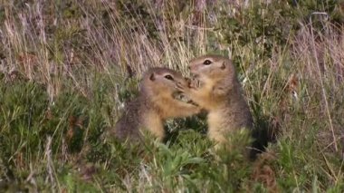 Dağ sıçanları (Marmota camtschatica) etrafa bakmak için Nora 'nın dışına baktılar. - Yakın çekim. Vahşi doğa. Kamçatka..