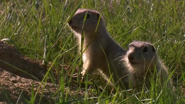 Mormoták Marmota Camtschatica Kinéztek Norából Hogy Körülnézzenek Közelkép Vad Természet — Stock videók