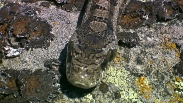 Closeup โรป Adder ลาต Vipera Berus ษบนช วนขนาดใหญ ของห นแกรน — วีดีโอสต็อก