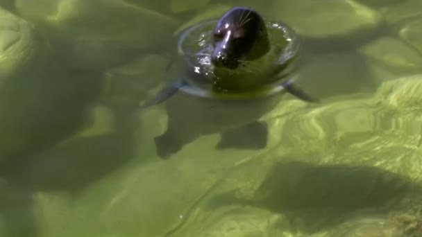 Λίμνη Baikal σφραγίδα ή nerpa (Pusa sibirica) στην ακτή της λίμνης. Η σφραγίδα Baikal ζει μόνο στα νερά της λίμνης Baikal. — Αρχείο Βίντεο