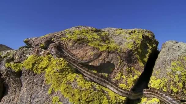 Closeup European Adder Lat Vipera Berus Jedovatý Had Velkém Kusu — Stock video