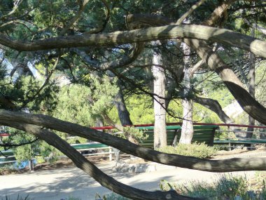 South Park 'taki Evergreen Selvi ve ardıçlara. Yaz akşamı. Kırım manzarası. Gaspra köyünün alanı (Yalta 'nın bir kısmı, 70 kilometreden fazla bir alan)).