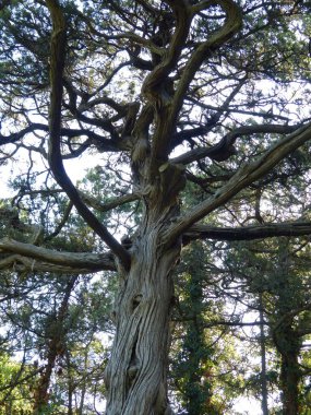 South Park 'taki Evergreen Selvi ve ardıçlara. Yaz akşamı. Kırım manzarası. Gaspra köyünün alanı (Yalta 'nın bir kısmı, 70 kilometreden fazla bir alan)).