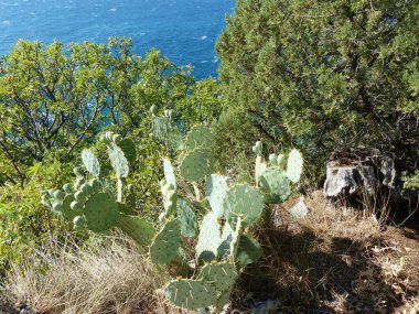 Denizin üstünde kaktüs. Kırım manzarası. Cape Al-Todor 'un güney çıkıntısında kaktüs..