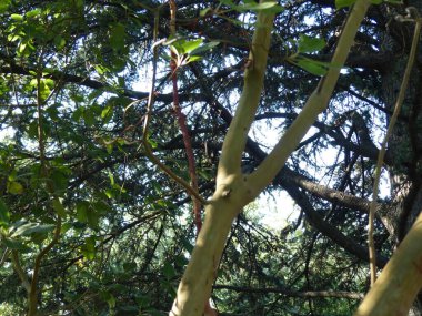 South Park 'taki Evergreen Selvi ve ardıçlara. Yaz akşamı. Kırım manzarası. Gaspra köyünün alanı (Yalta 'nın bir kısmı, 70 kilometreden fazla bir alan)).